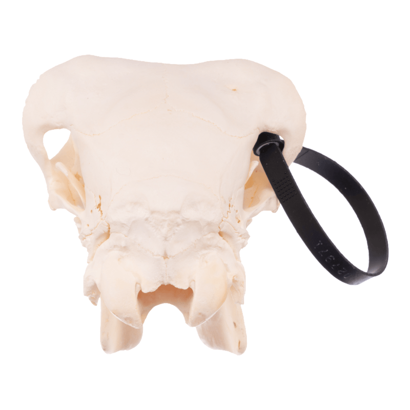 Real Sheep Skull - Adolescent