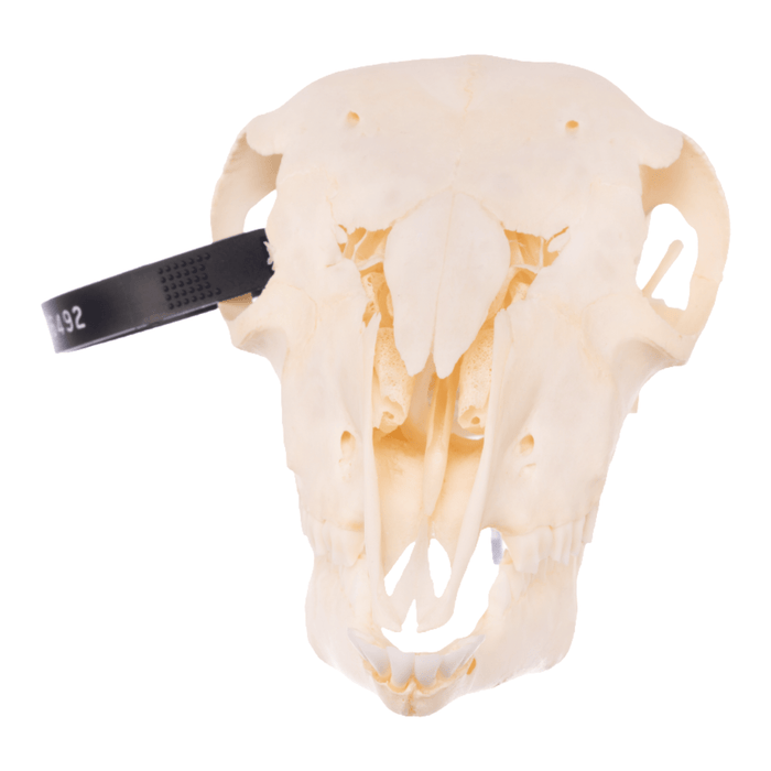 Real Domestic Goat Skull - Adolescent