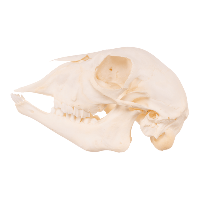 Real Domestic Goat Skull - Adolescent