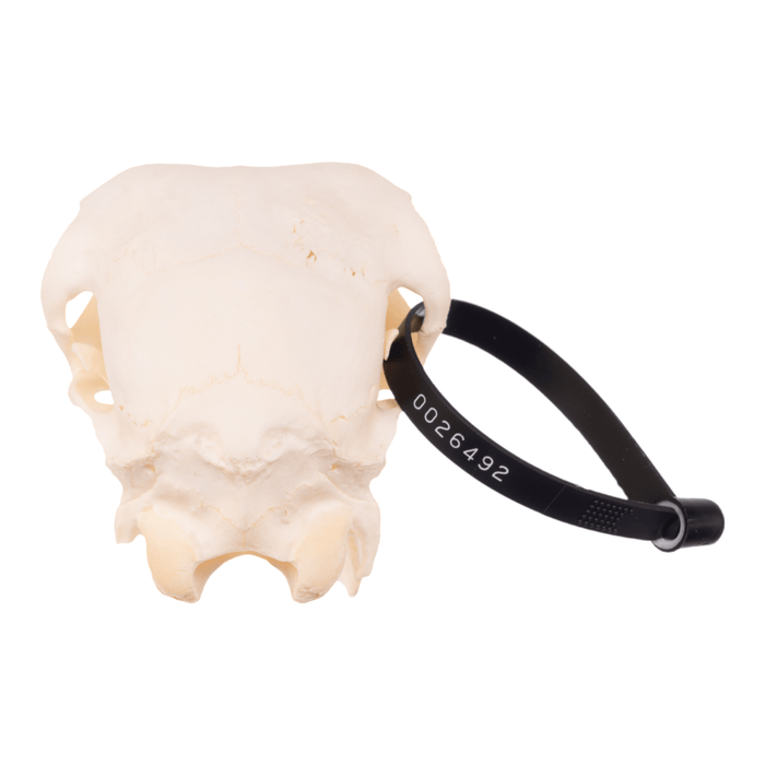 Real Domestic Goat Skull - Adolescent