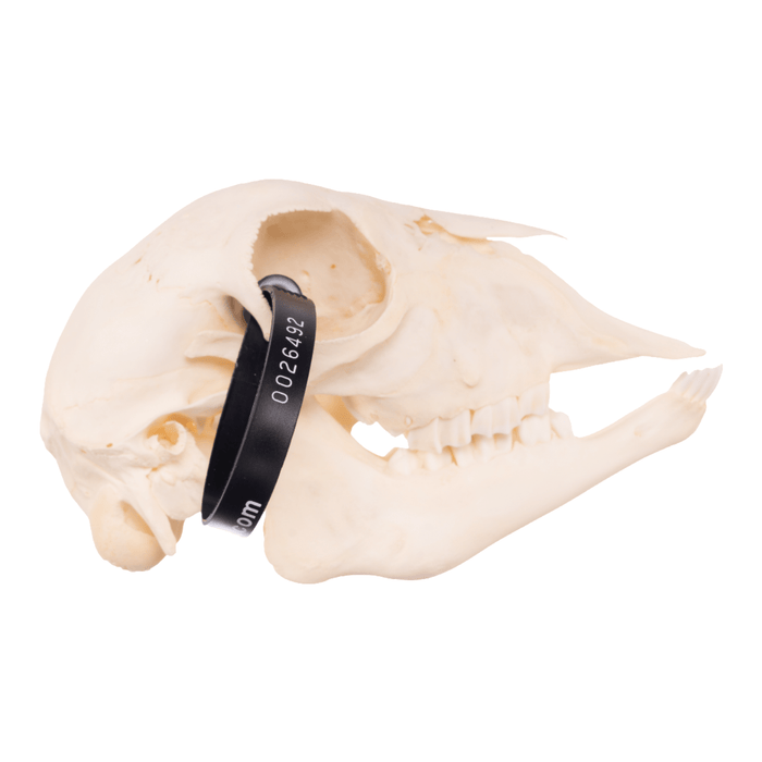 Real Domestic Goat Skull - Adolescent