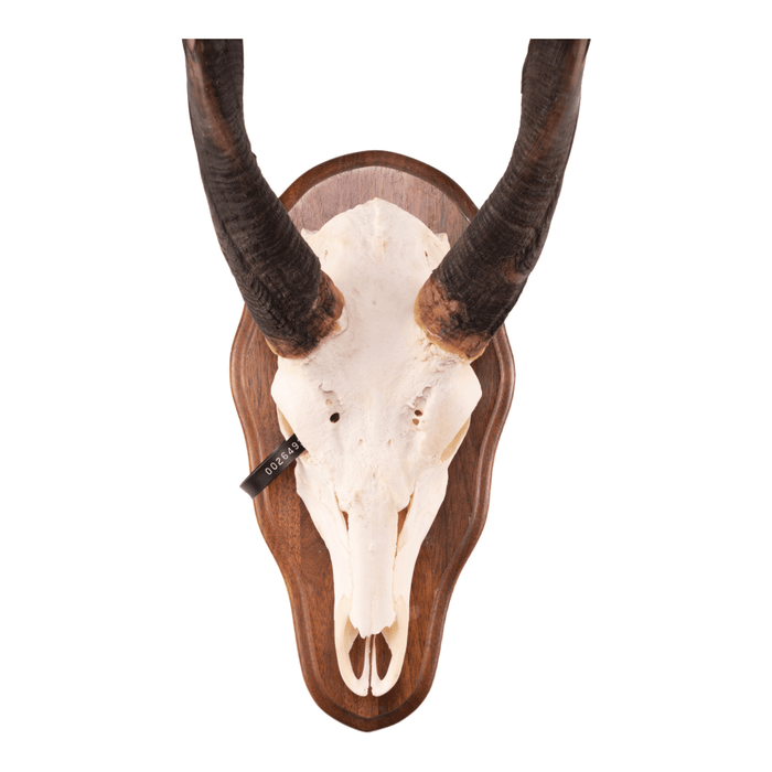Real Bushbuck Skull