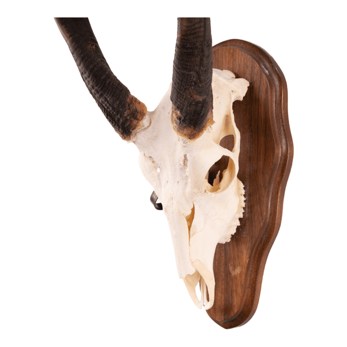Real Bushbuck Skull