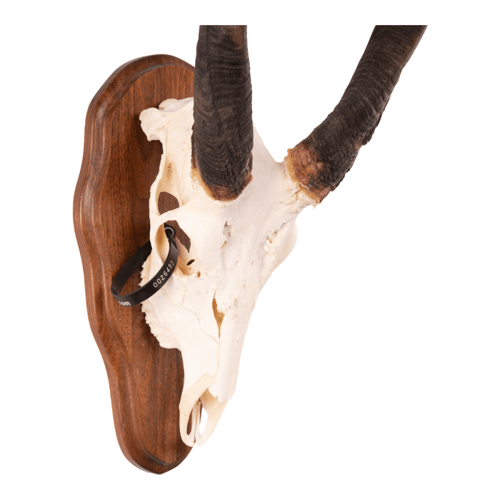 Real Bushbuck Skull