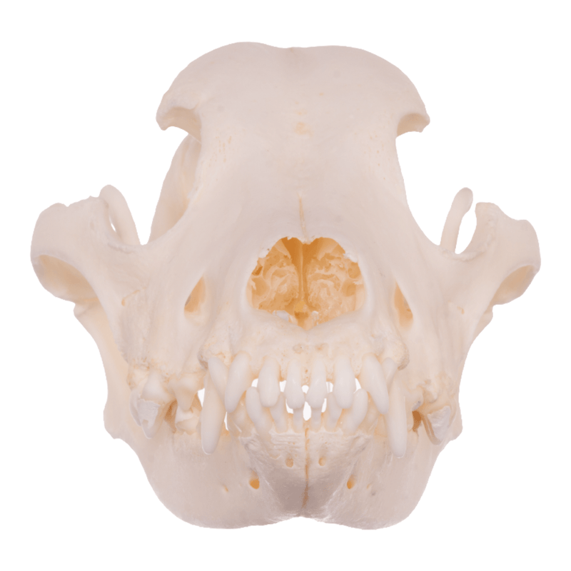 Real Domestic Dog Skull - Husky