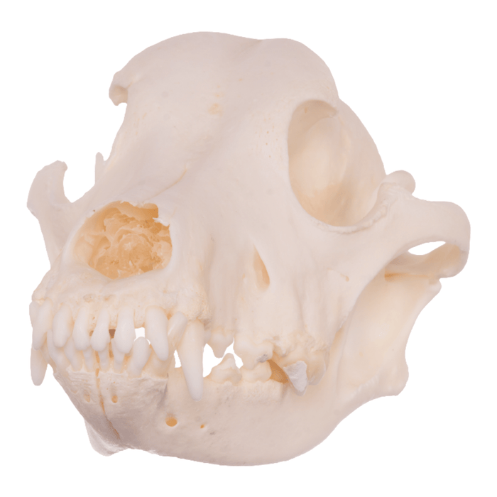 Real Domestic Dog Skull - Husky