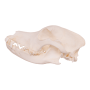 Real Domestic Dog Skull - Husky