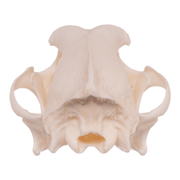 Real Domestic Dog Skull - Husky