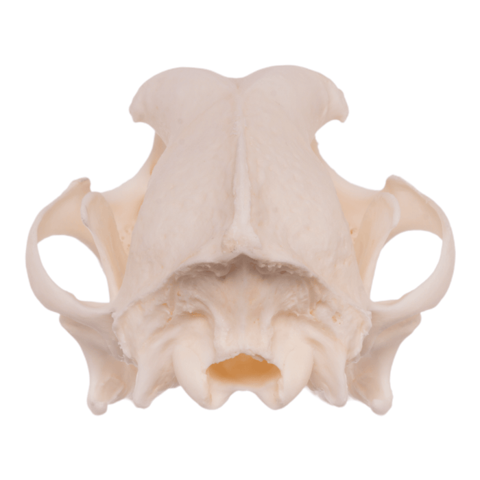 Real Domestic Dog Skull - Husky