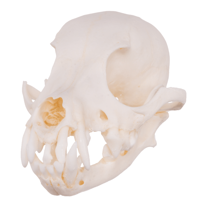 Real Domestic Dog Skull - Pomeranian