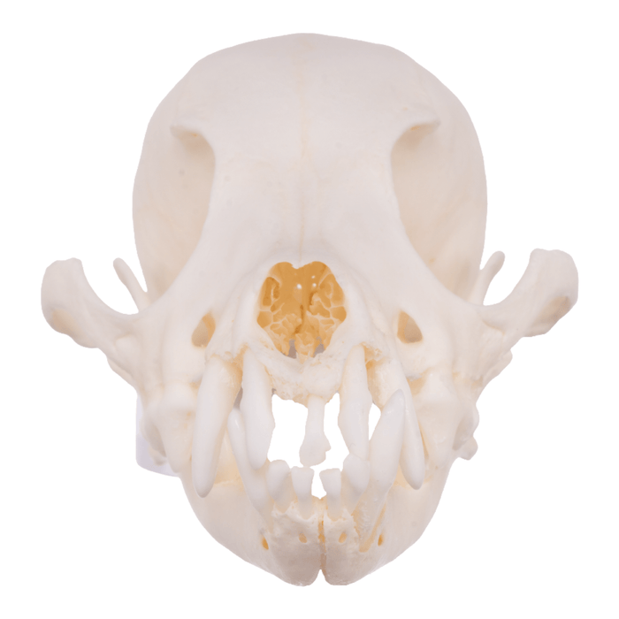 Real Domestic Dog Skull - Pomeranian