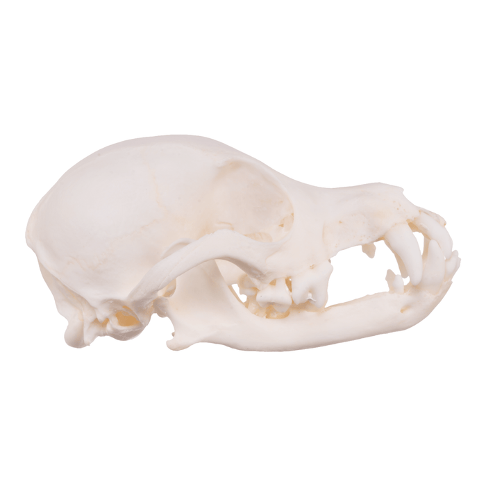 Real Domestic Dog Skull - Pomeranian