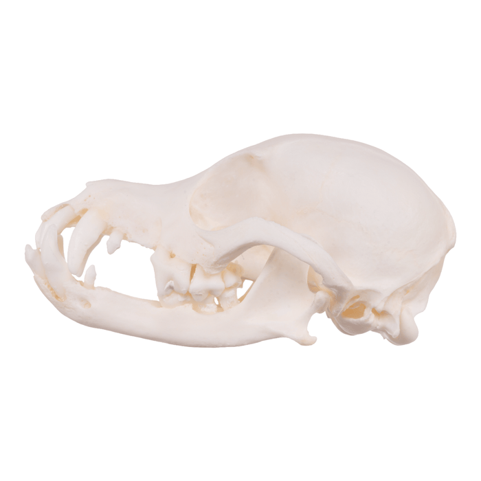 Real Domestic Dog Skull - Pomeranian