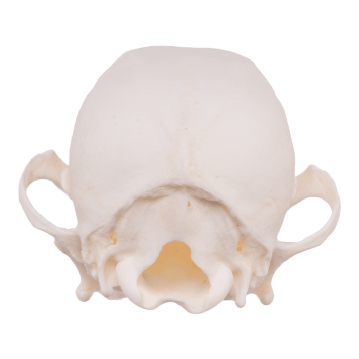 Real Domestic Dog Skull - Pomeranian