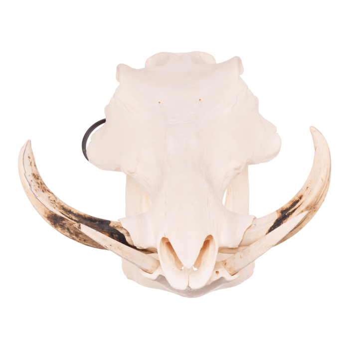 Real Warthog Skull
