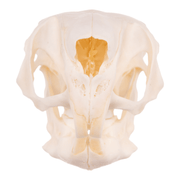 Real Springhare Skull