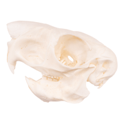 Real Springhare Skull