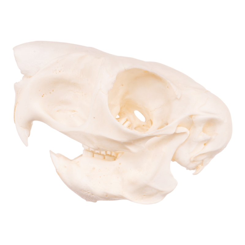 Real Springhare Skull