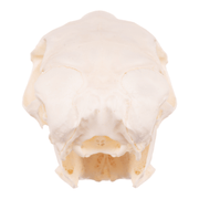 Real Springhare Skull
