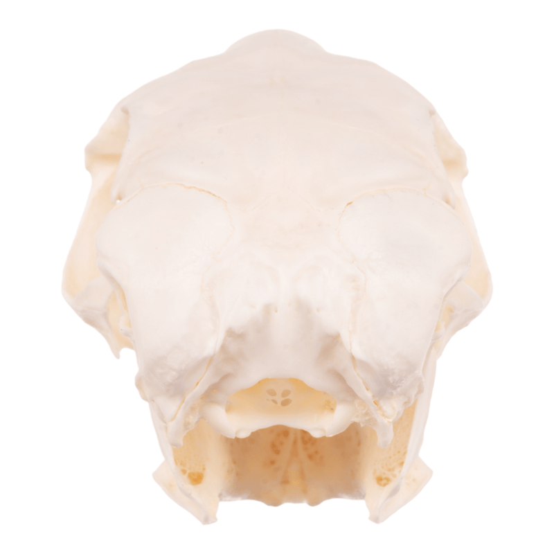 Real Springhare Skull