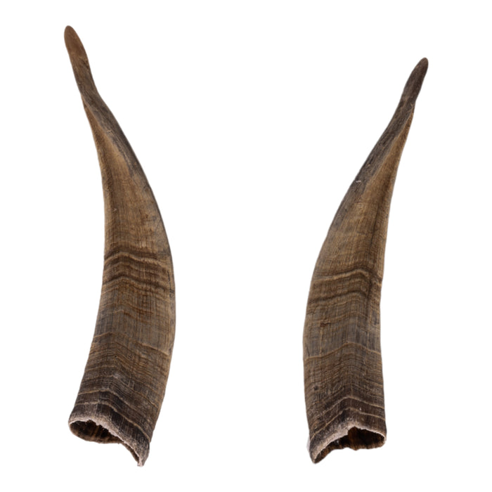 Real Domestic Goat Horns
