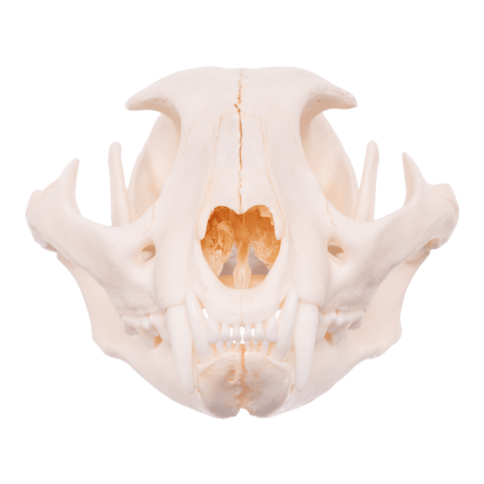 Real Caracal Skull