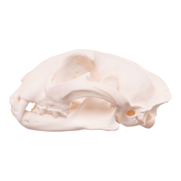 Real Caracal Skull