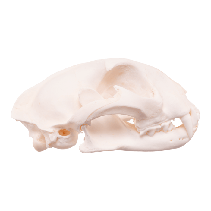 Real Caracal Skull