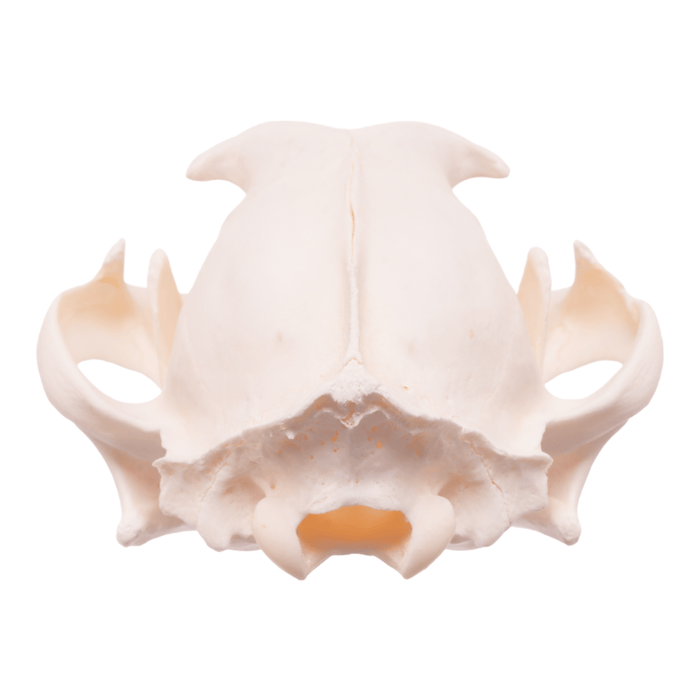 Real Caracal Skull