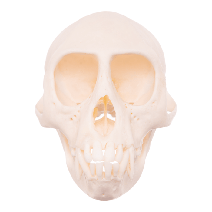 Real Mona Monkey Skull