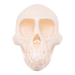 Real Mona Monkey Skull