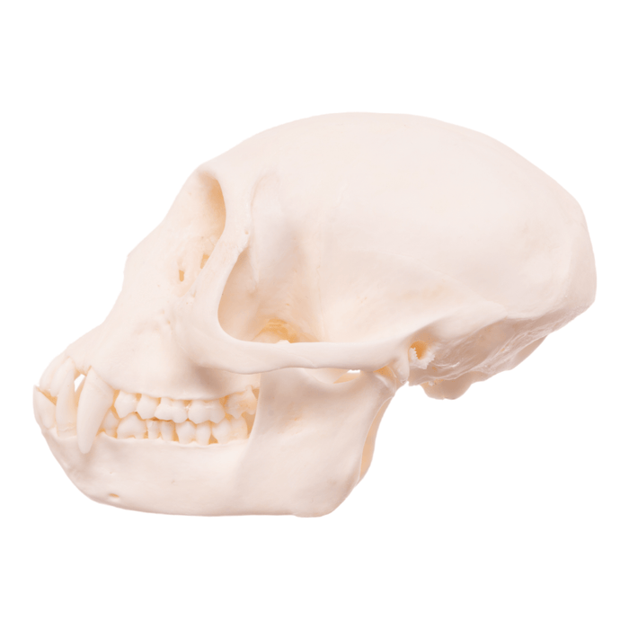 Real Mona Monkey Skull