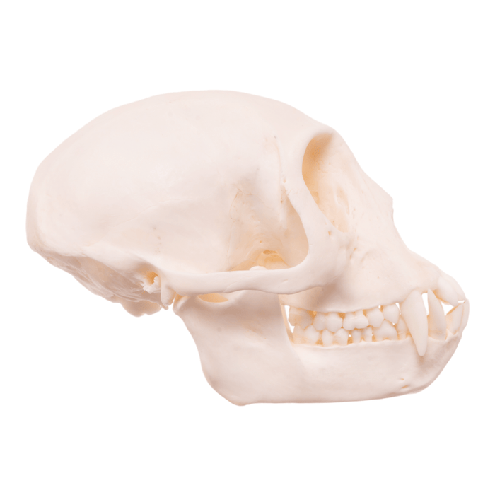 Real Mona Monkey Skull