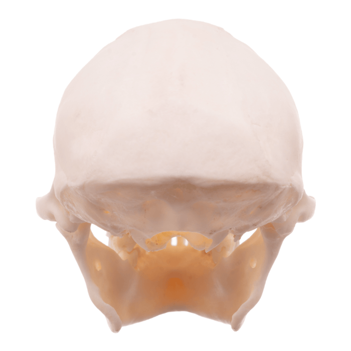 Real Mona Monkey Skull