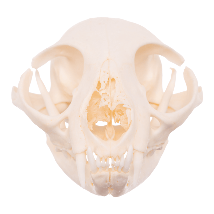Real Domestic Cat Skull - Pathology