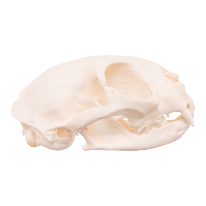 Real Domestic Cat Skull - Pathology