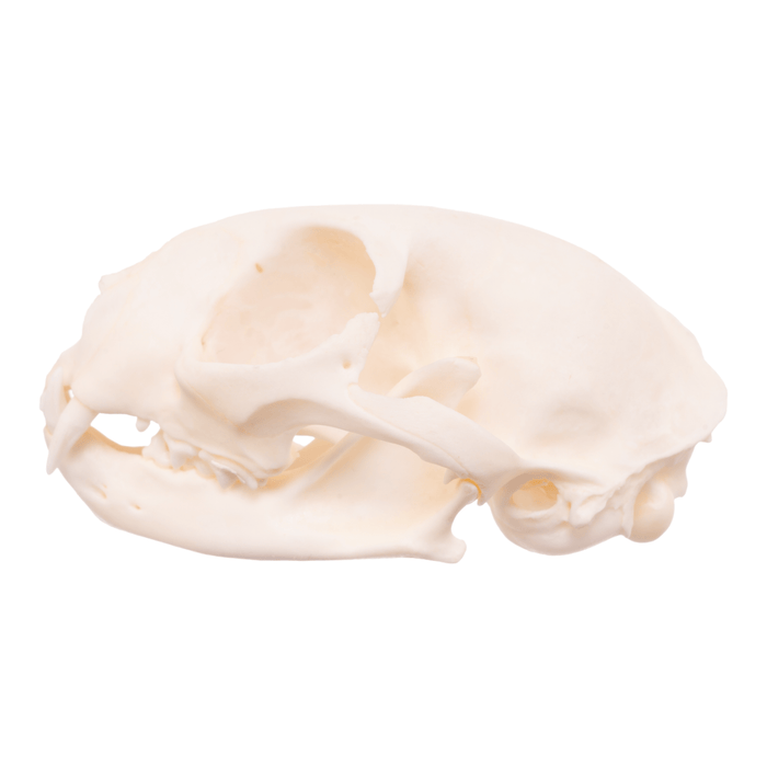 Real Domestic Cat Skull - Pathology