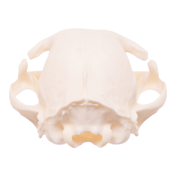 Real Domestic Cat Skull - Pathology