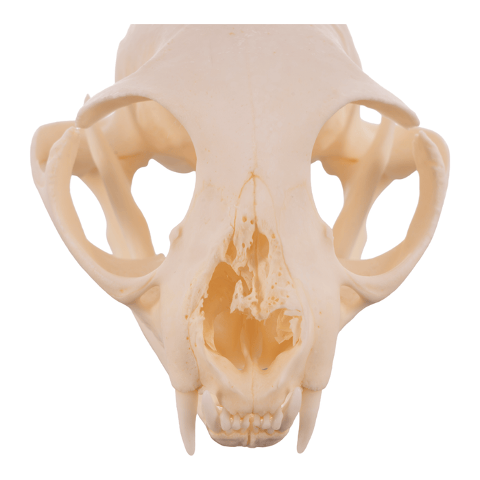 Real Domestic Cat Skull - Pathology