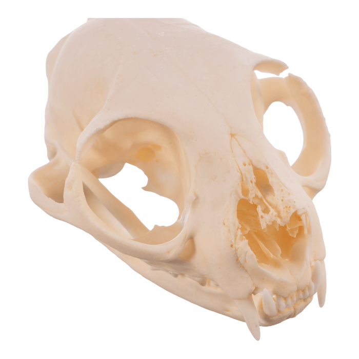Real Domestic Cat Skull - Pathology