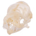 Real Mexican Free-tailed Bat Skull
