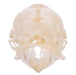 Real Mexican Free-tailed Bat Skull