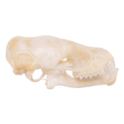 Real Mexican Free-tailed Bat Skull