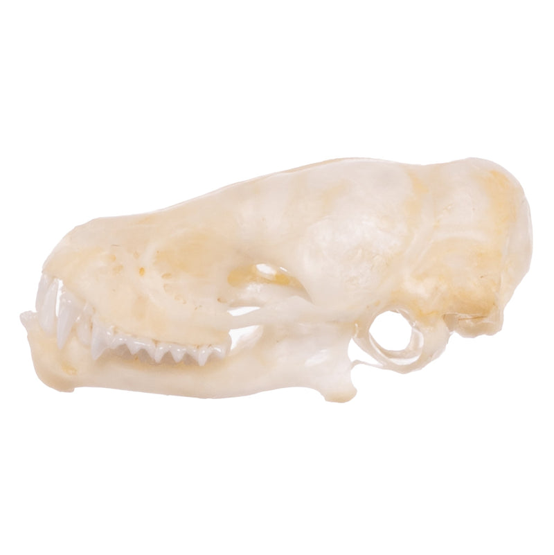 Real Mexican Free-tailed Bat Skull