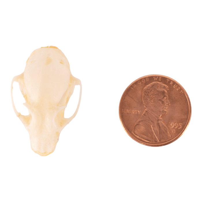 Real Minute Fruit Bat Skull