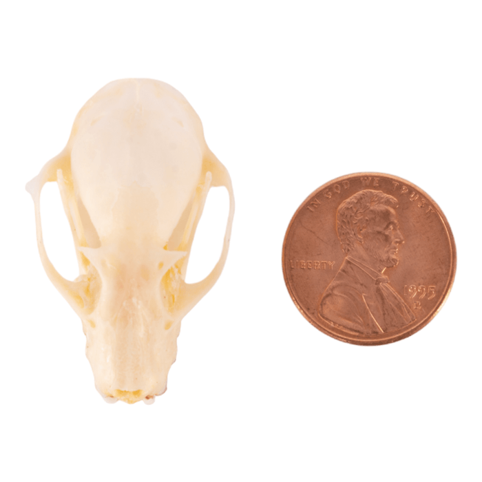 Real Greater Short-nosed Fruit Bat Skull