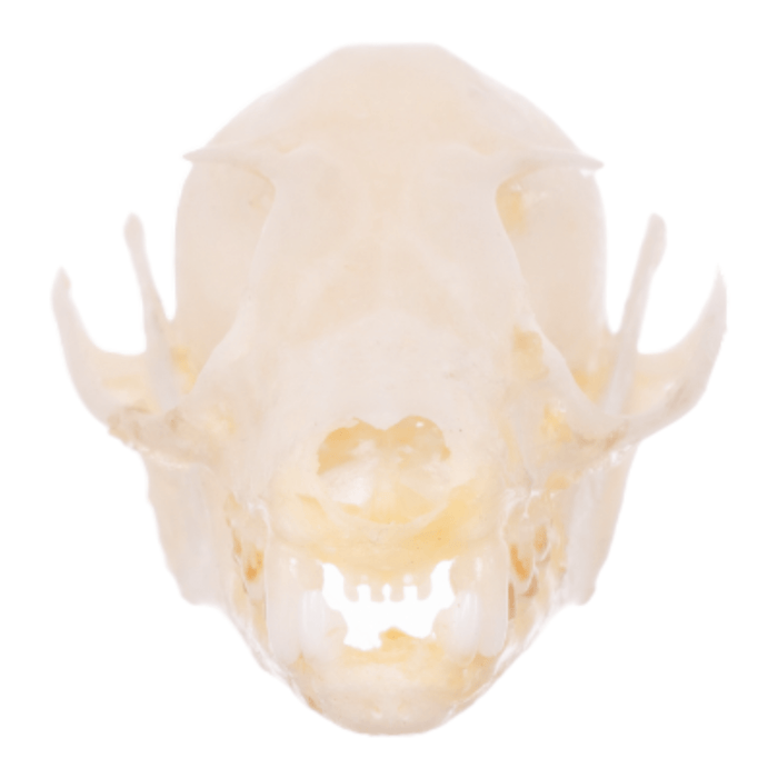 Real Minute Fruit Bat Skull