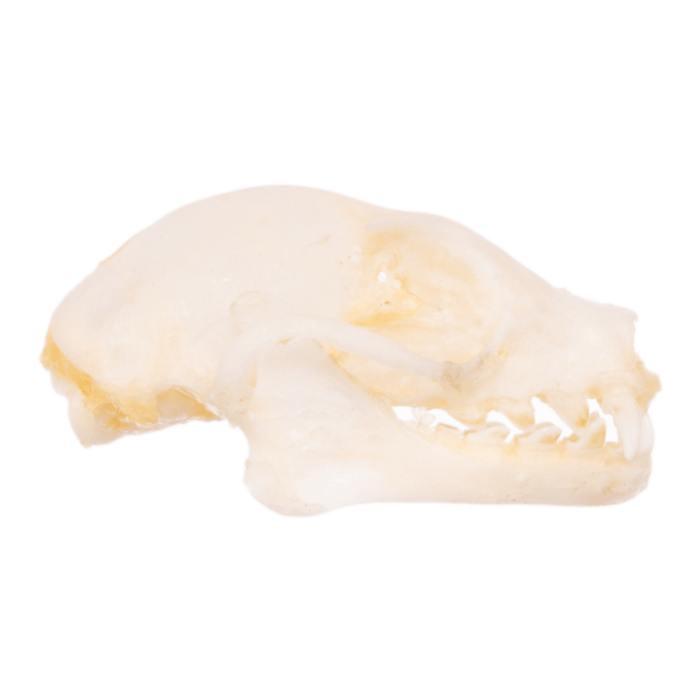 Real Minute Fruit Bat Skull
