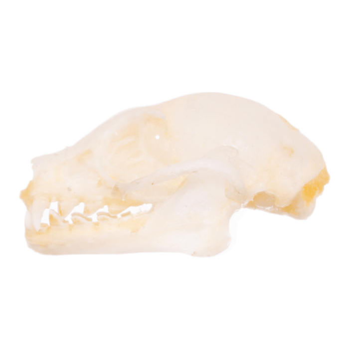 Real Minute Fruit Bat Skull