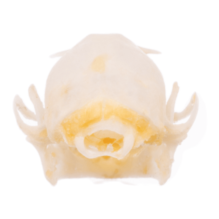 Real Minute Fruit Bat Skull